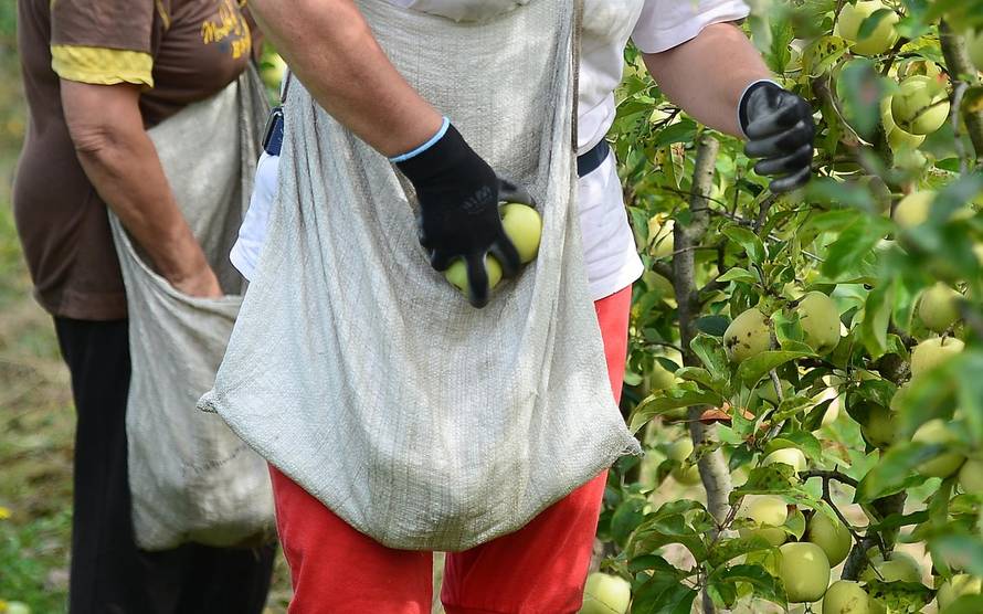 Urod jabuka oko 55.000 tona, kvaliteta je odlična, ali problem je uvoz jeftinih, lošijih jabuka...