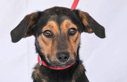 Ova njuška zaslužuje bolji život. Akcija azila Dumovec i 24sata: 'Noka ne traži puno, samo dom'