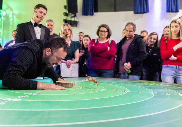 A contestant guides his frog to jump during the 47th Frognight jumping contest in Lokve