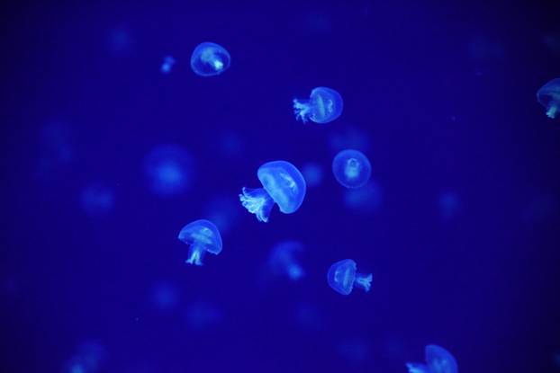 Aquarium Pula