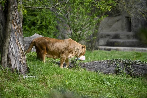 Zagreb: Podjela pisanica uz edukativni pogram za djecu u zoološkom vrtu