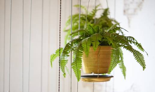 Uz ovih pet biljaka imate &cacute;ete manje plijesni i vlage u domu