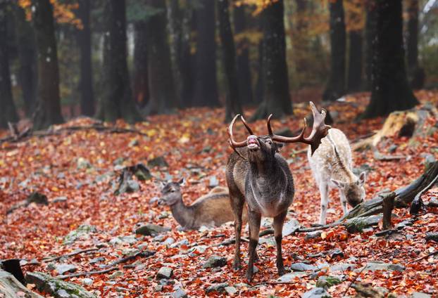 Delnice: Jeleni lopatari u park šumi Japlenški vrh