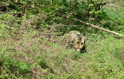 Park prirode Učka: Pogledajte što je snimila skrivena kamera