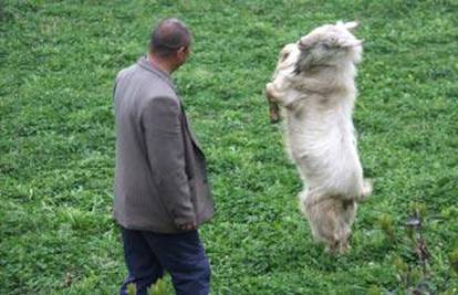 Rasplesana koza zabavlja ljude, a zna se i rukovati