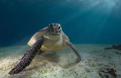 Zelenih morskih kornjača ima dvaput više nego što se mislilo