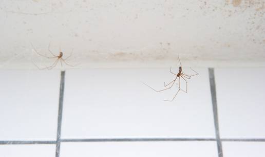 U kući imate puno pauka? Ovaj trik s mentom će ih brzo otjerati