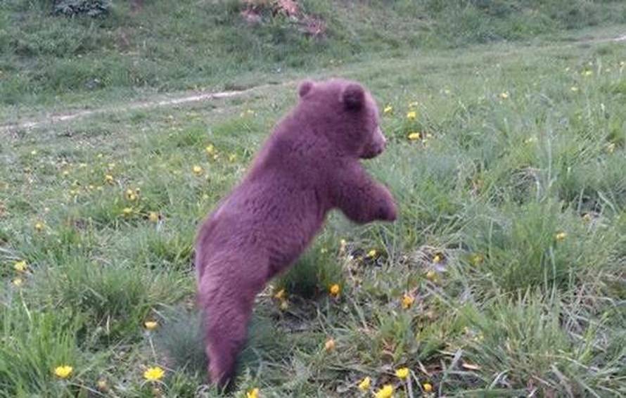 'Ne znam što ću s njim': Našla  izgubljenog malog medvjedića