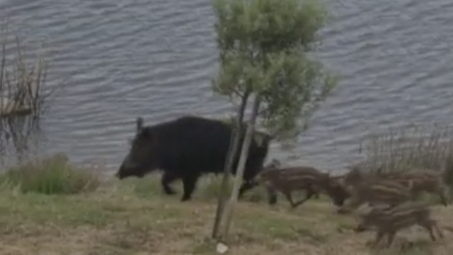 VIDEO: Divlja svinja i njena mladunčad u šetnji Medulinom: 'Potpuno su se tu udomaćile'