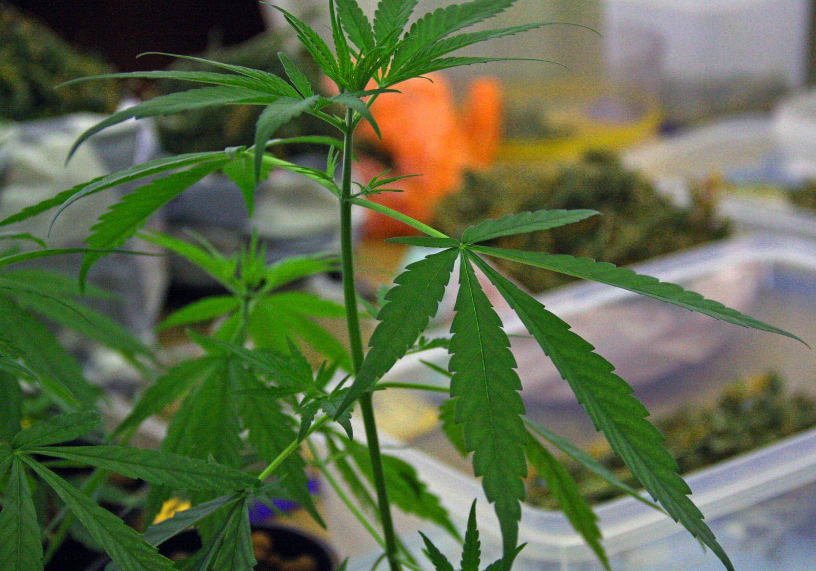 U stanu su uzgajali marihuanu: Pronašli su im 18 stabljika...