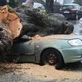 FOTO Apokalipsa u Zagrebu: Stabla drobila automobile, izdano novo upozorenje!
