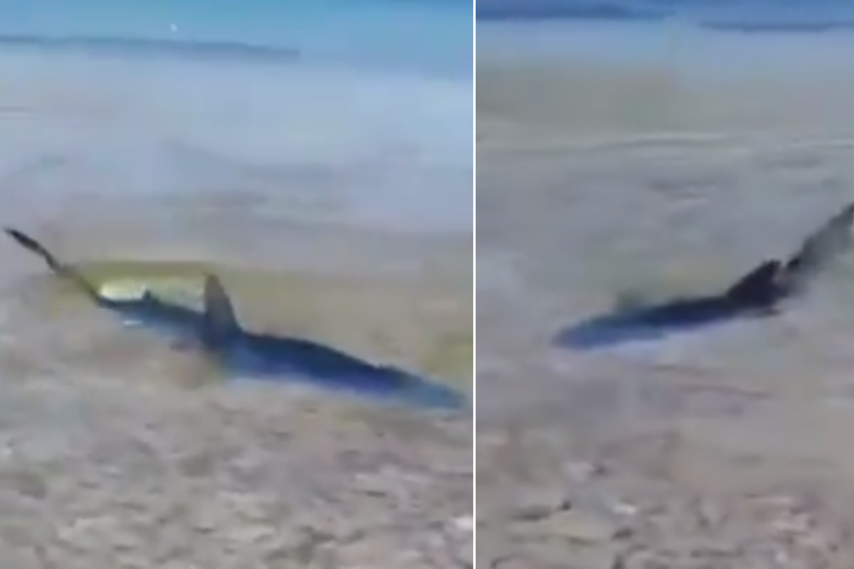VIDEO Morski pas na Korčuli snimljen kako pliva u plićaku