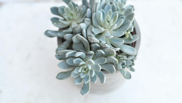 Rujan je idealno vrijeme: Evo koje trajnice treba sada posaditi