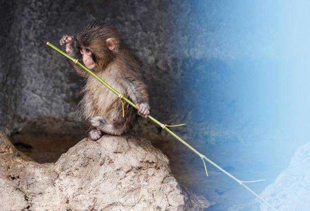 Punch, a Japanese macaque known for clinging to a stuffed orangutan, sits on a rock at Ichikawa City Zoo in Ichikawa
