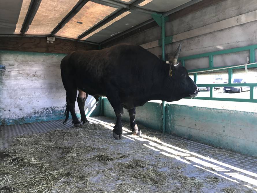 Spektakl u Dicmu: Čuvajte me se! Ja sam najjači bik u zemlji