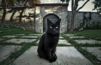 Mnogi vjeruju da crna mačka nosi sreću i blagostanje u dom