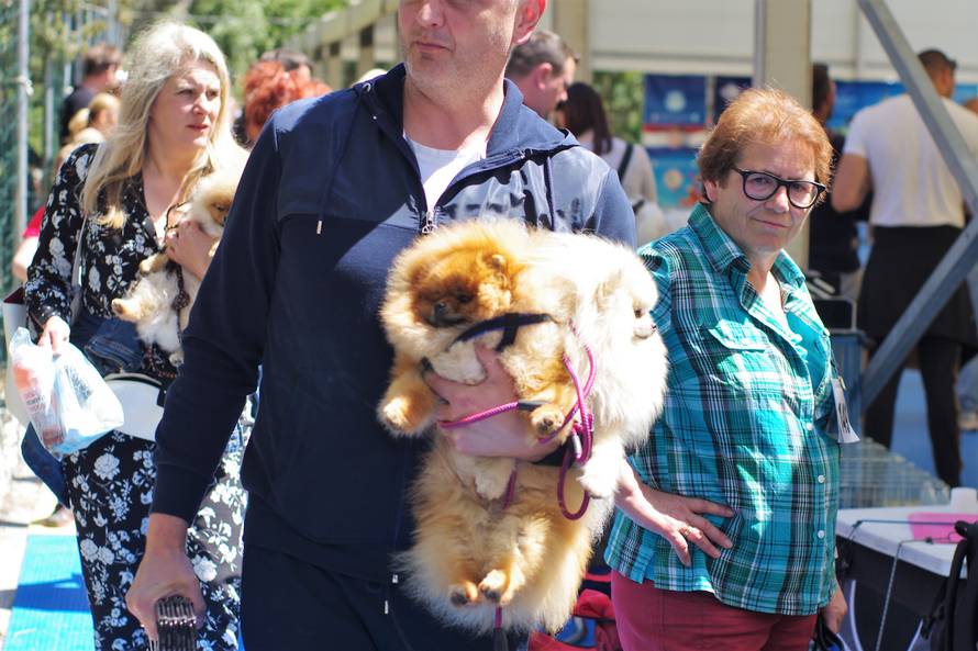 Pseći show: Američki golokoži u ringu s moskovskim čuvarom