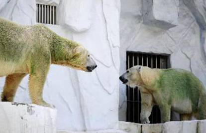Polarni medvjedi pozelenili od vrućine u ZOO-u