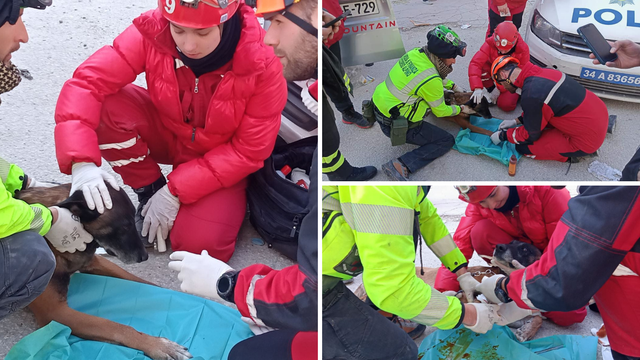 Medicinski tim GSS-a BiH u  Turskoj spašavao psa iz Italije