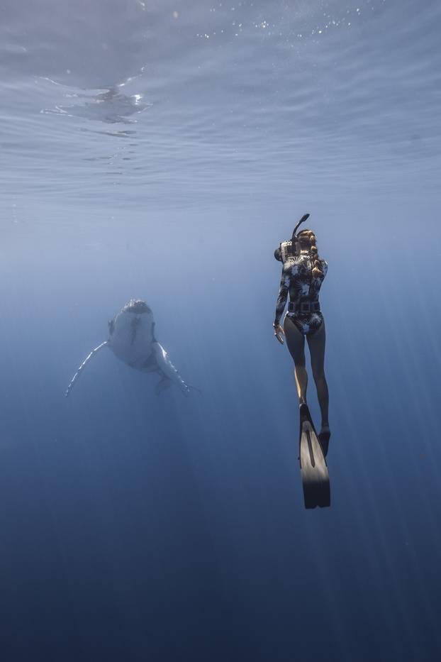 Brave diver swims inches from 40-tonne humpback whale called Scratch