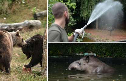 FOTO Borba s toplinskim valom u Zoološkom vrtu: 'Svaki dan ih tuširamo i hranimo sladoledom'