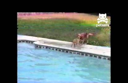 Zabrinuta majka je skočila u bazen i spasila štene u nevolji