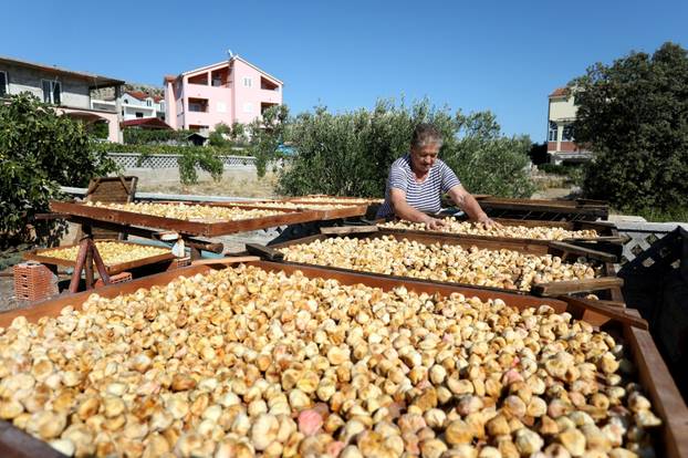 Sušenje smokava na tradicionalan način u Grebaštici