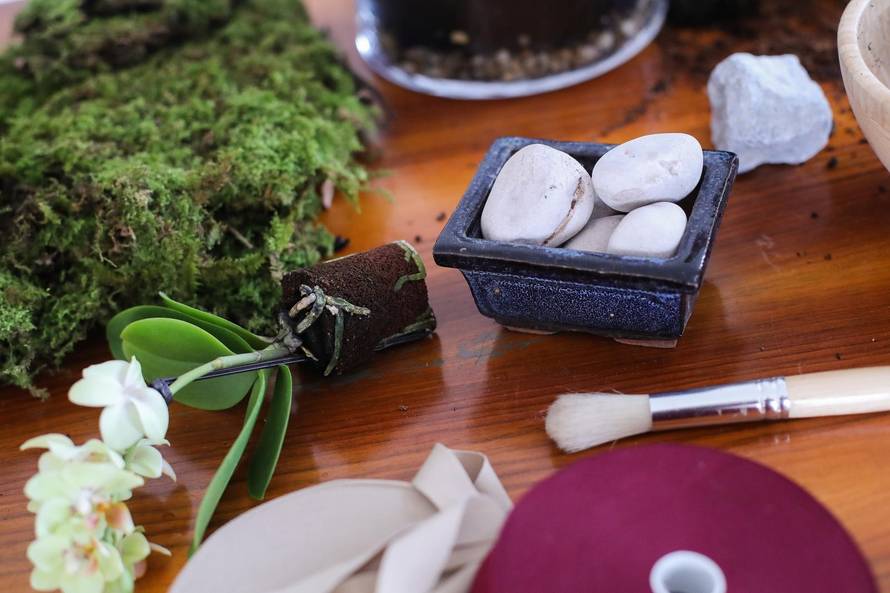 Vrt u posudi: Biljke u terariju trebaju decilitar vode godišnje