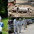 'Afrička kuga mi je pobila čak 14 svinja, ostale će eutanazirati...'