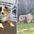 Jeste li ih vidjeli? U Horvatima nestala dva psa, vlasnica nudi nagradu nalaznicima