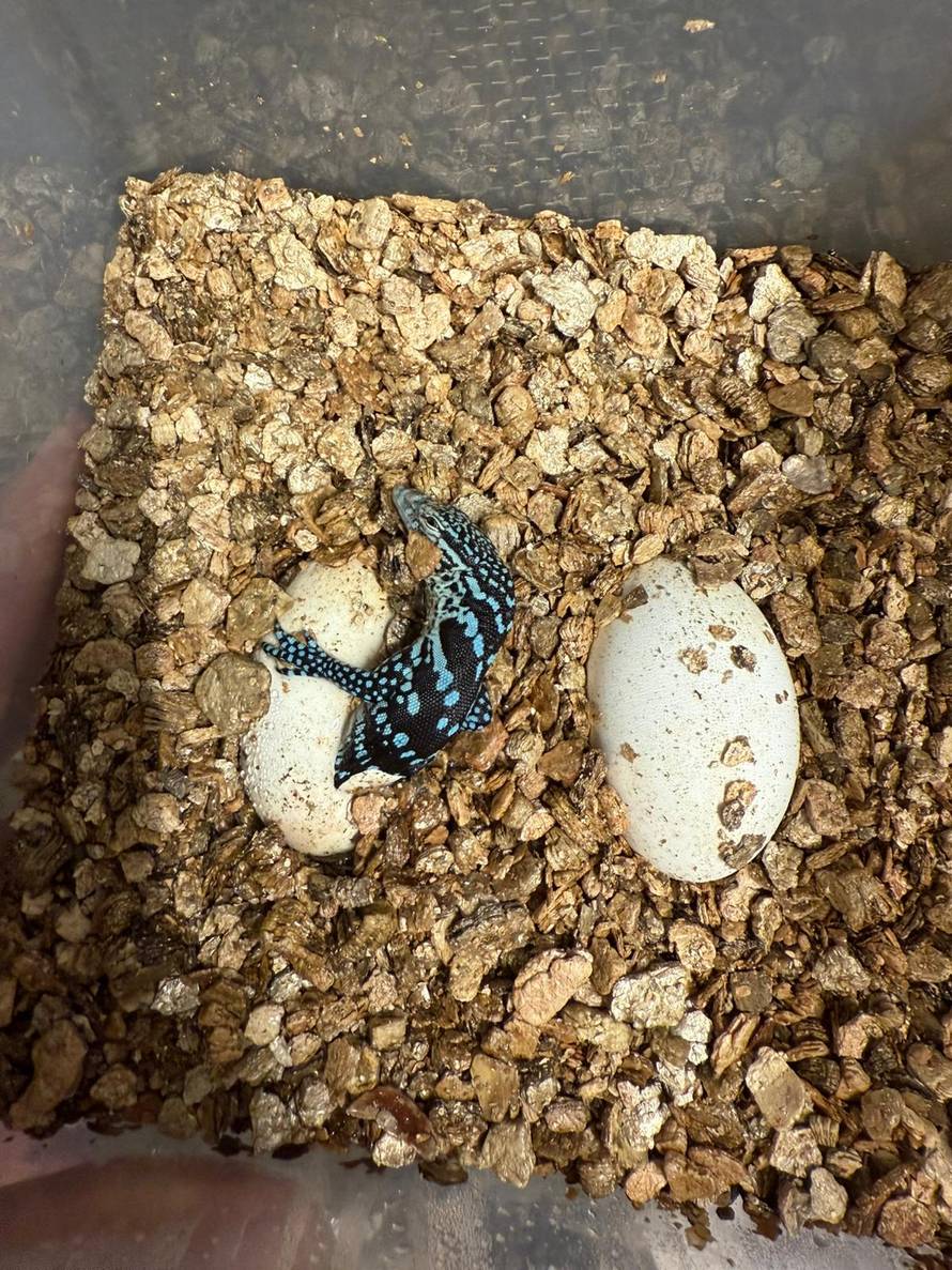 FOTO Zagreb dobio dva plava 'zmaja': Rijetki varani s otoka Batanta izlegli se u Zoološkom