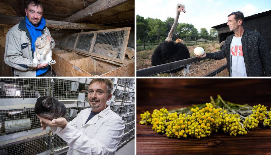 Uzgajali činčile, nojeve, smilje: Uložili su milijune i sve izgubili