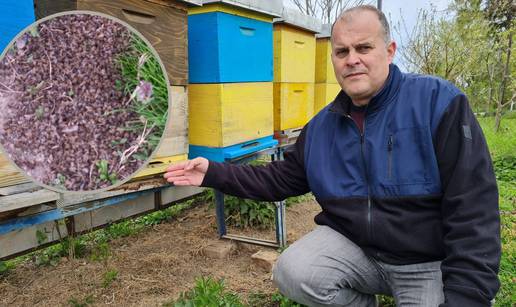 Ostali bez milijuna pčela: 'Bilo je jezivo, padale su oko košnice. Netko je prskao insekticidom...'