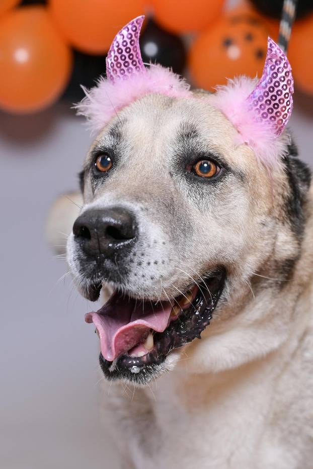 Sklonište u Dumovcu poziva na posebno jesensko udomljavanje pasa i mačaka