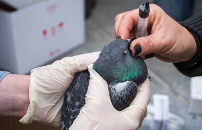 Osijek: U uginulim golubovima pronašli su insekticid i kukuruz