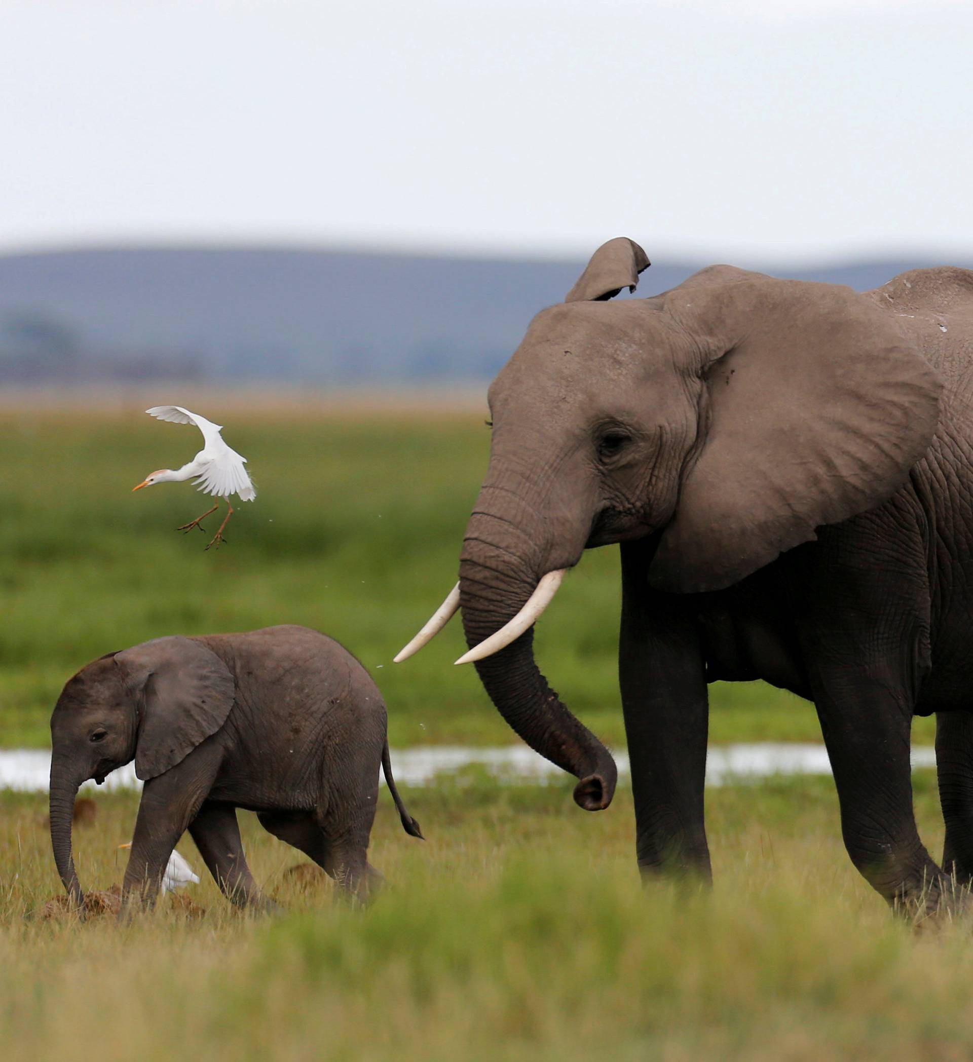 A bird flies over a family of elephants walking in the Amboseli National Park, southeast of Kenya's capital Nairobi