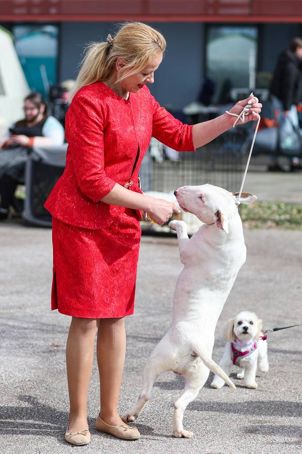Zaprešić: Ispred Wesgatea održana međunarodna izložba pasa
