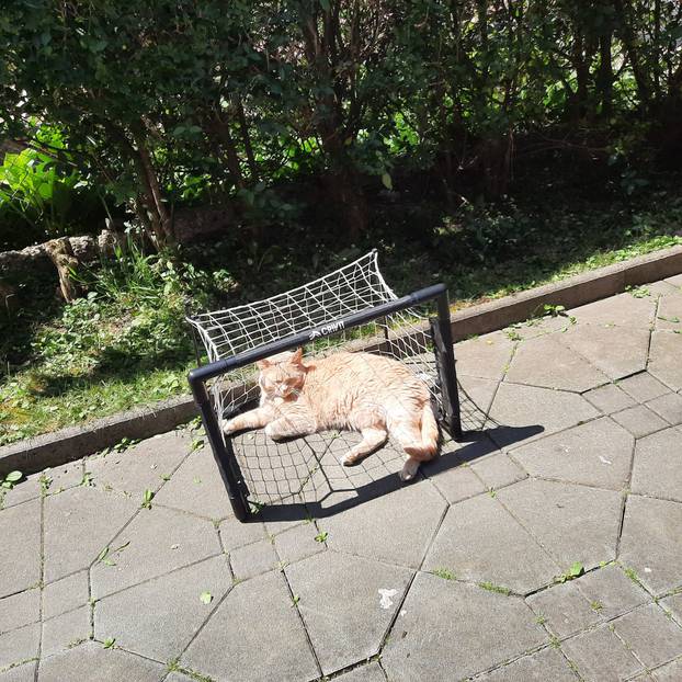 SUPER FOTKE vaših ljubimaca! Neki bi mogli biti viralni hit, ali svi su jednostavno neodoljivi