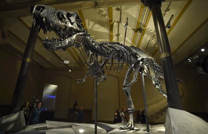 Britanski lovci na fosile otkrili kosti nepoznatog dinosaura...