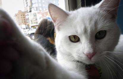 Njujorške mačke na četiri dana dobile kafeteriju u centru grada