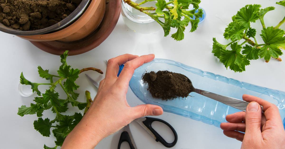 Kako iskoristiti plastične boce za vodu za zalijevanje biljaka