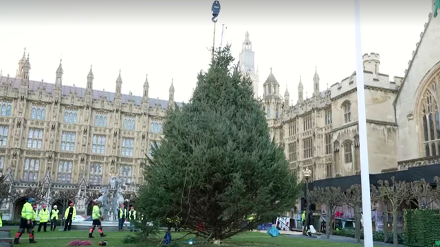 VIDEO Pogledajte kako izgleda postavljanje božićnog drvca ispred  londonskog Parlamenta