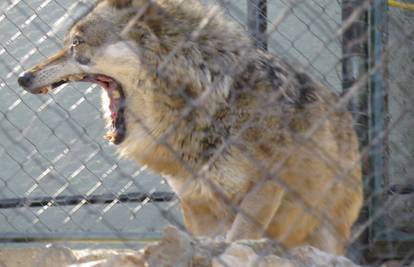 Nije dočekao slobodu: Uginuo stari vuk iz splitskog ZOO-a