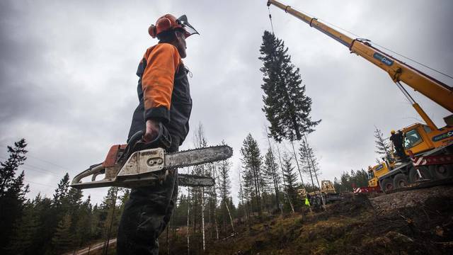 The annual felling of the Trafalgar Square Christmas tree in a forest outside the capital Oslo. The annual felling of the Trafalgar Square Christmas tree in a forest outside the capital Oslo.