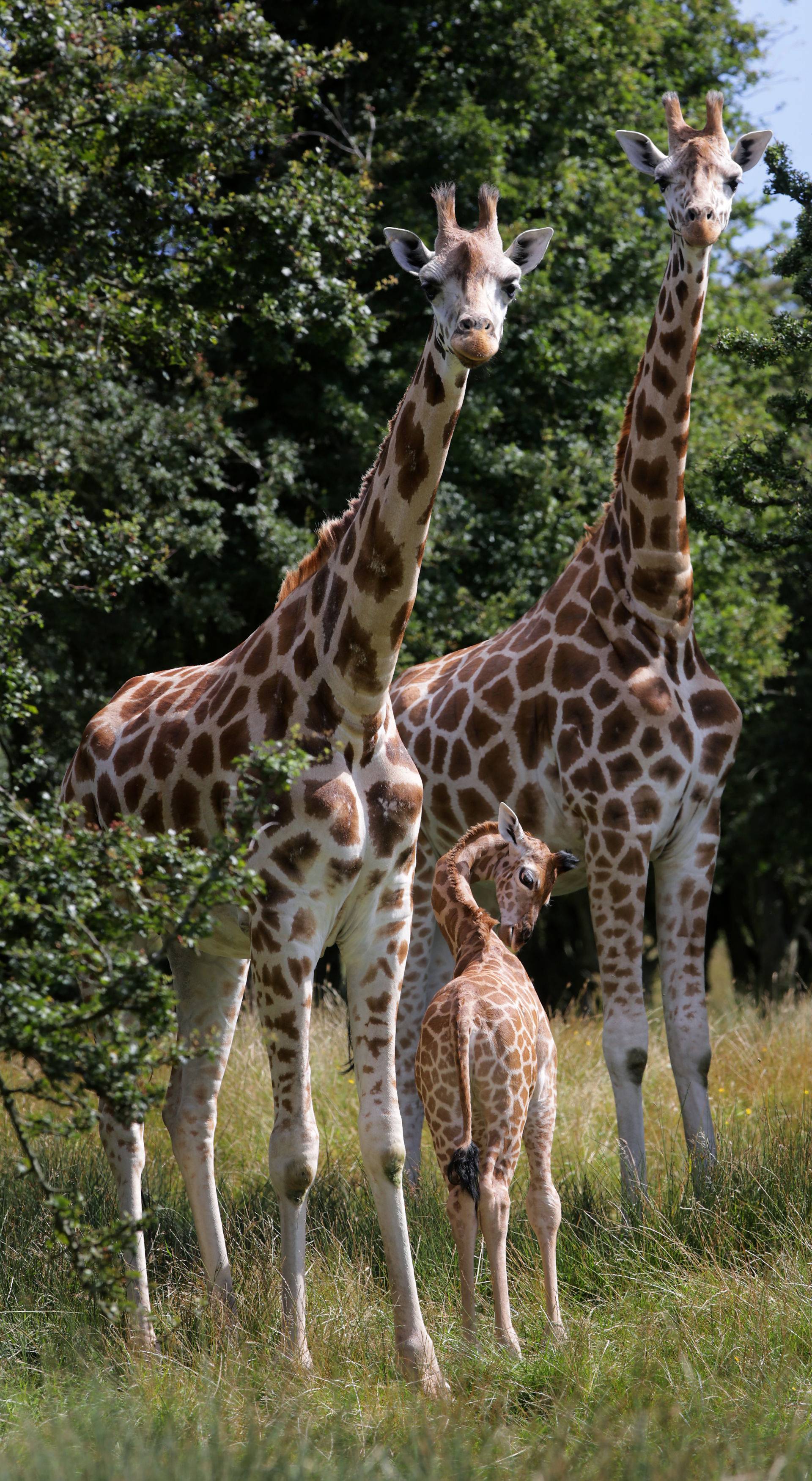 Port Lympne Reserve Giraffe calf