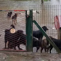 U Ogulinu poplavljen azil za pse: 'Još samo da nas meteor pogodi i onda nas je sve snašlo'