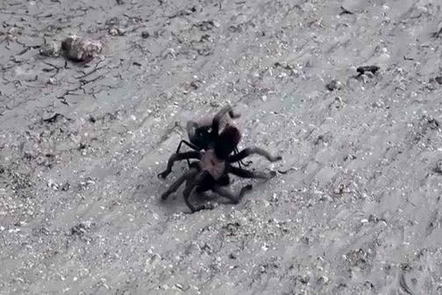 YouTube.com/Rattlesnake Solutions LLC