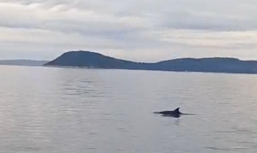 VIDEO Dupini se približili plaži u Splitu: 'Nisam ih prije vidio tu'