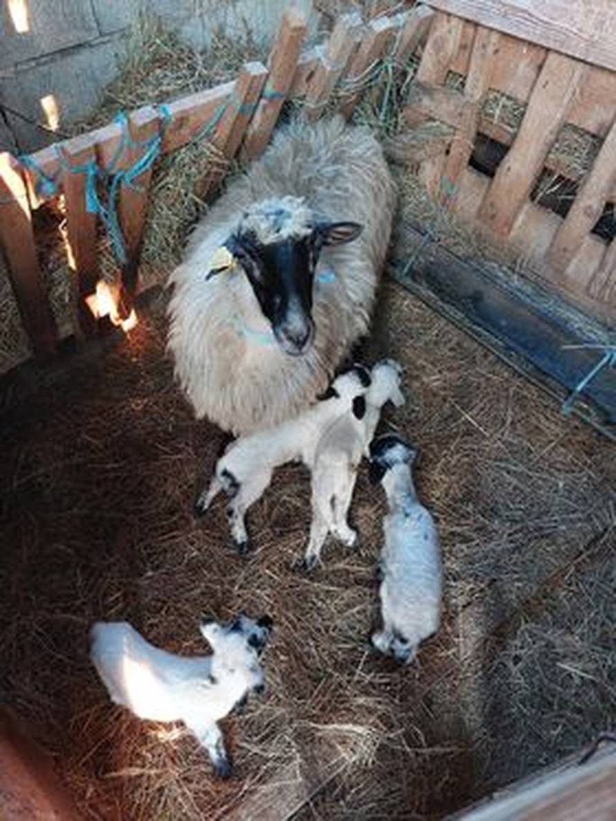 Ovca Mrka iz Benkovca ojanjila četvorke: 'Nismo očekivali da će ih biti četvero, ali svi su zdravi'