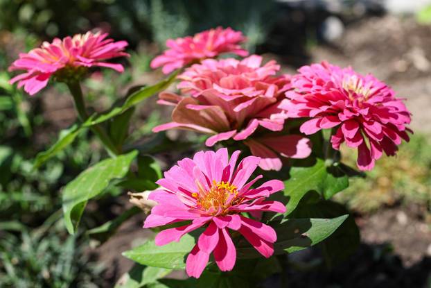 Zagreb: Jasenka Marija Kaštelan ima najljepši vrt na balkonu i ispred zgrade 